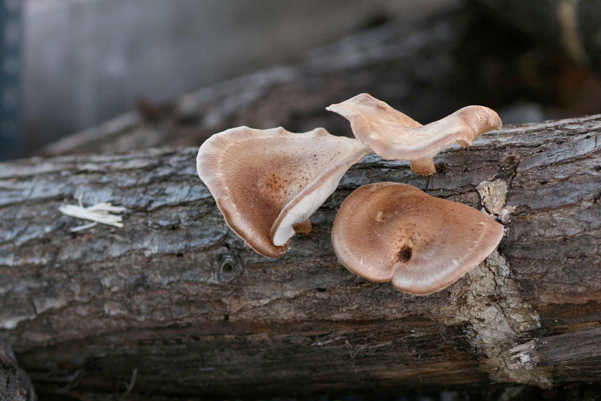Drei Shiitake Pilze auf einem Baumstamm