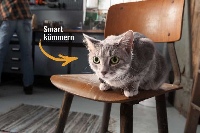 Graue Katze sitzt auf einem Holzstuhl in einem Arbeitszimmer