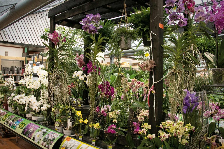 Vielfältige Orchideenausstellung im Gartencenter mit verschiedenen Farben und Sorten.