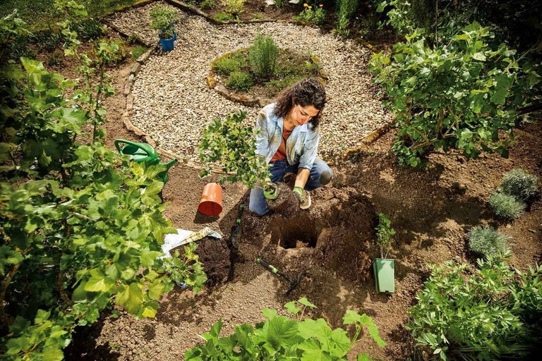Frau pflanzt Pflanze in einem Gartenbeet