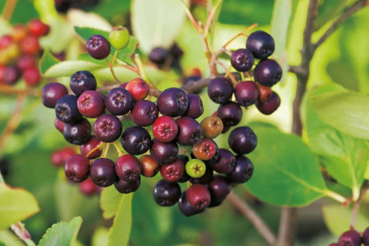 Nahaufnahme der Aronia Pflanze mit reifen Beeren