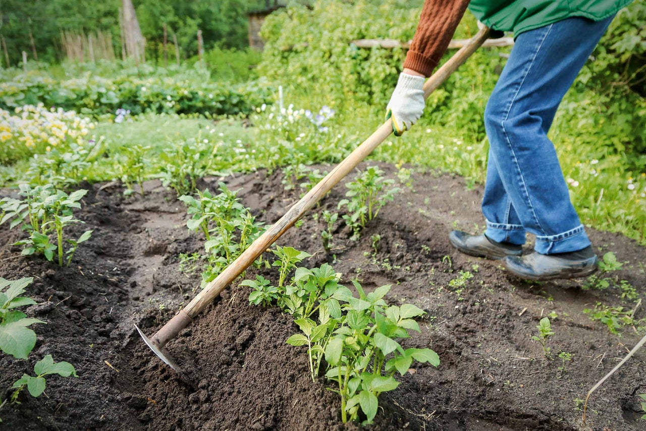 Person harkt den Boden im Gemüsegarten für die Gartenarbeit