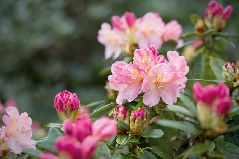 Nahaufnahme von rosa Rhododendronblüten mit Tautropfen