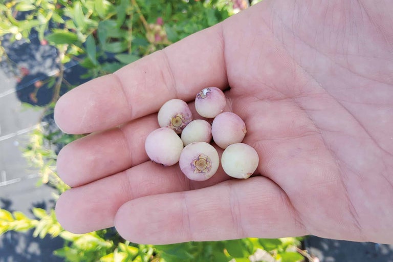 Eine Hand hält Heidelbeeren.
