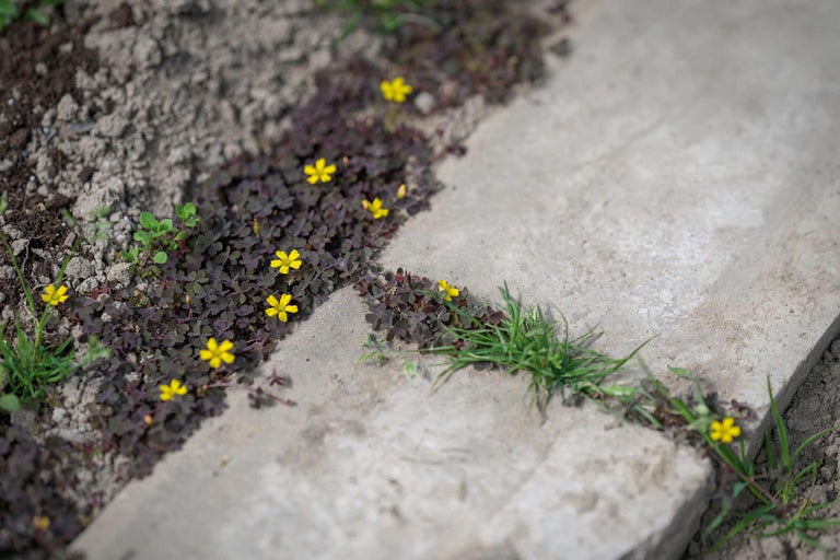 Nahaufnahme von gelben Blüten und kriechenden Pflanzen auf einem Gartenweg