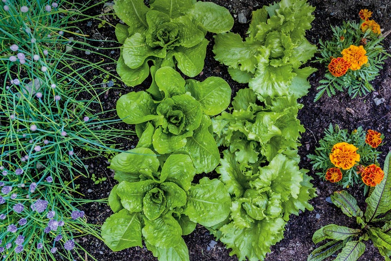 Gartenbeet mit Pflücksalat, Schnittlauch und Studentenblumen