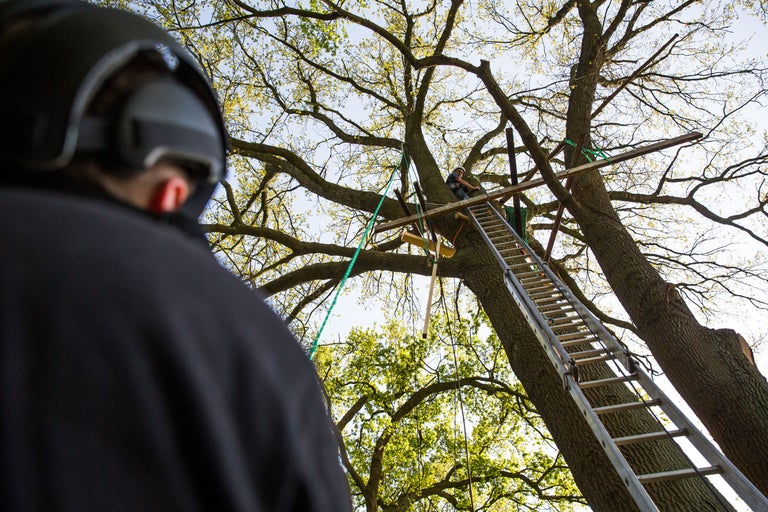 Person mit Schutzhelm beobachtet den Bau eines Baumhauses mit einer Leiter an einem Baum