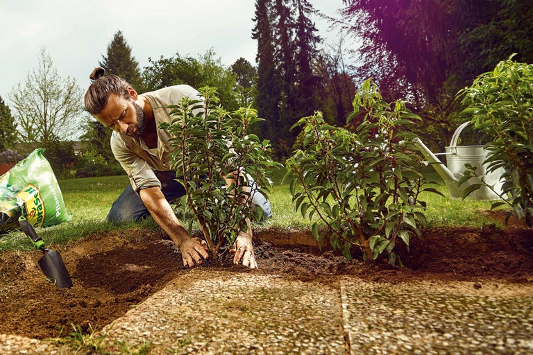 Mann pflanzt junge Sträucher im Garten mit Pflanzerde, Schaufel und Gießkanne.