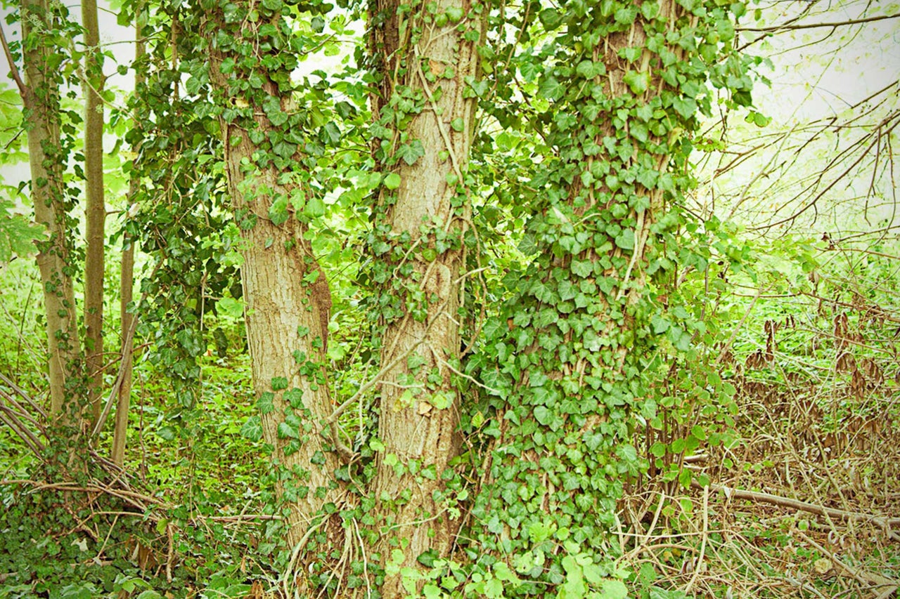 Bäume im Wald mit Efeu bewachsen