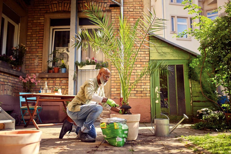 Mann pflanzt Palme im Garten in Topf um