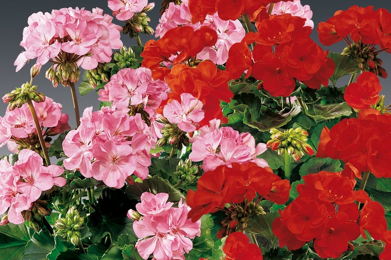 Nahaufnahme von rosa und roten Geranienblüten