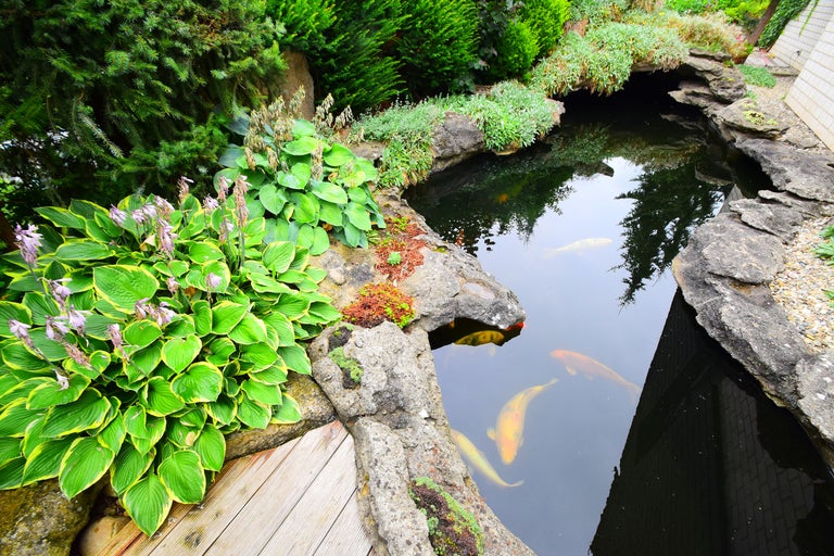 Teich mit Koi-Karpfen und Uferbepflanzung im Garten