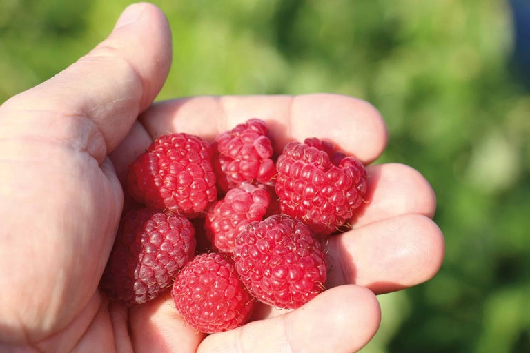 Handvoll Himbeeren