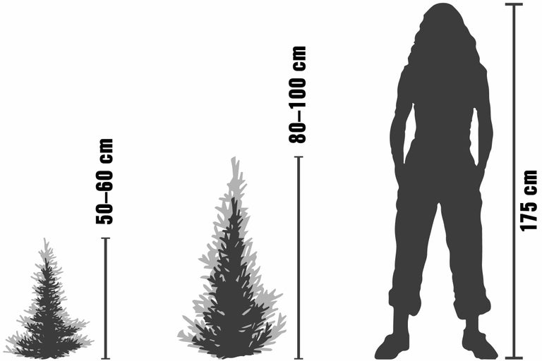 Größenvergleich von drei Nadelbäumen mit einer Person von 175 Zentimetern Körpergröße. Die Nadelbäume haben eine Größe von 50 bis 60 Zentimetern, 80 bis 100 Zentimetern und werden mit der Person verglichen.