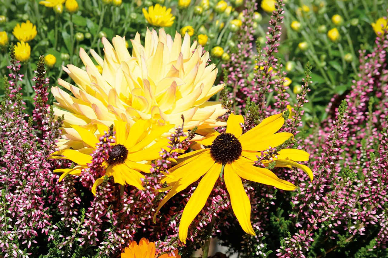 Blumenarrangement mit Dahlien und Rudbeckien
