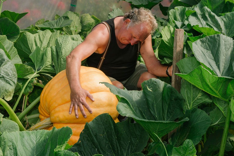 Mann kniet neben großem Kürbis im Garten