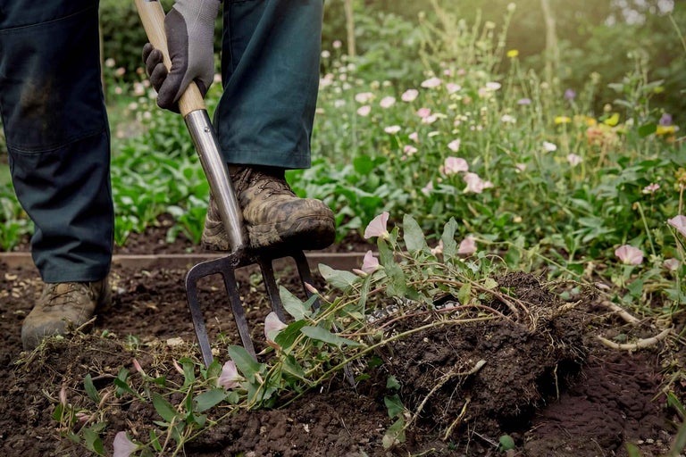 Eine Person gräbt Ackerwinde mit einer Grabgabel im Garten aus.