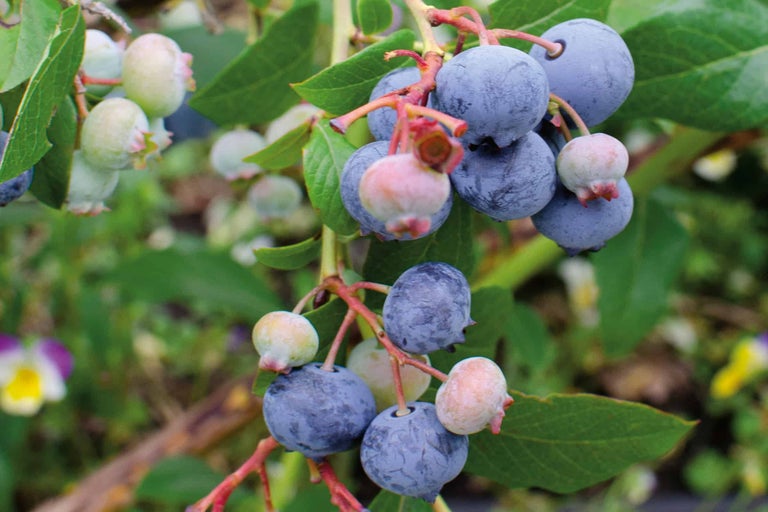 Blaubeeren am Strauch mit Blättern