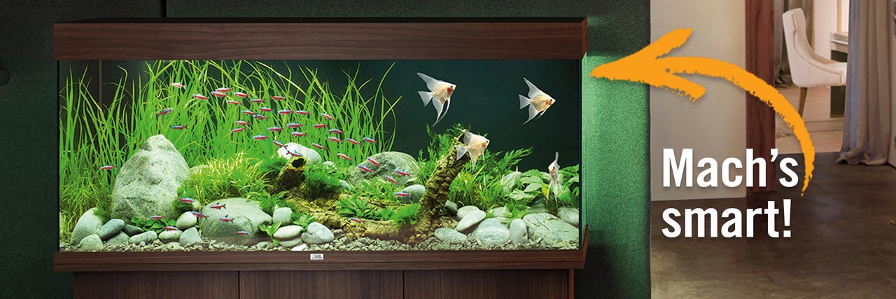 Aquarium mit Fischen, Pflanzen und Steinen dekoriert