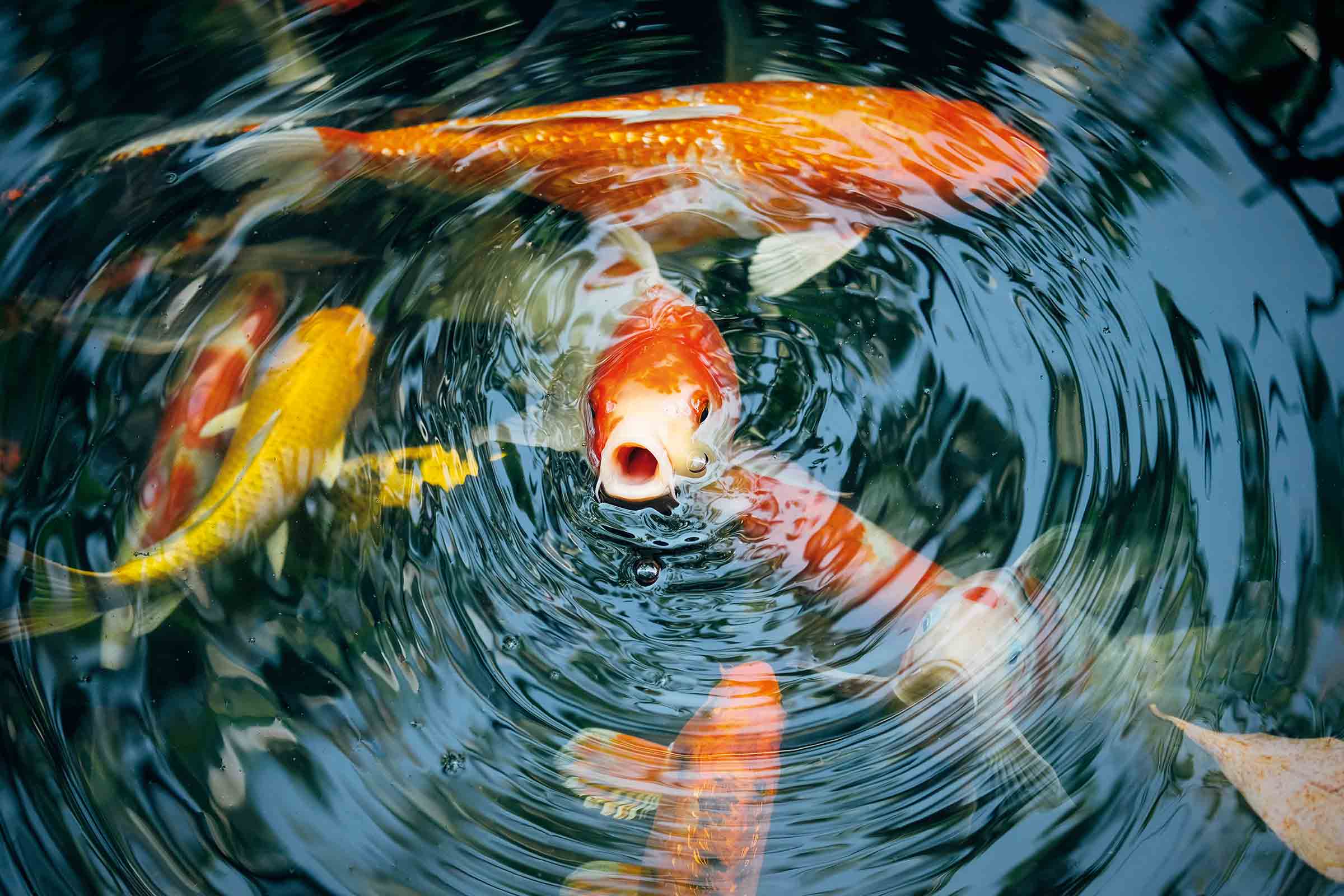 Verschiedenfarbige Kois schwimmen in einem Teich.