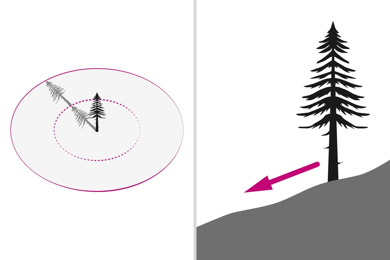 Grafik zur Darstellung des Baumfällens