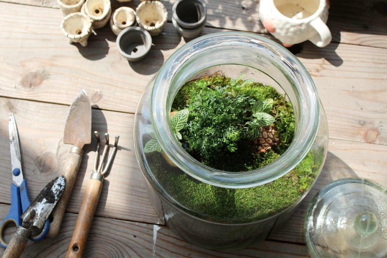 Terrarium mit Pflanzen, Moos und Gartengeräten auf einem Holztisch
