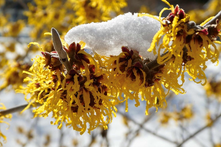 Blühender Zweig der Zaubernuss mit Schnee bedeckt
