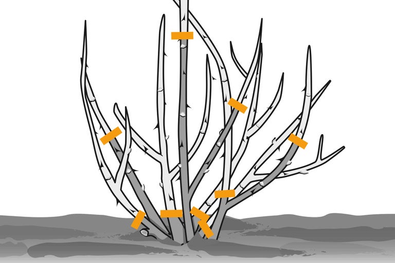 Illustration für Beet- und Edelrose, zeigt das Zurückschneiden mit Schnittmarkierungen