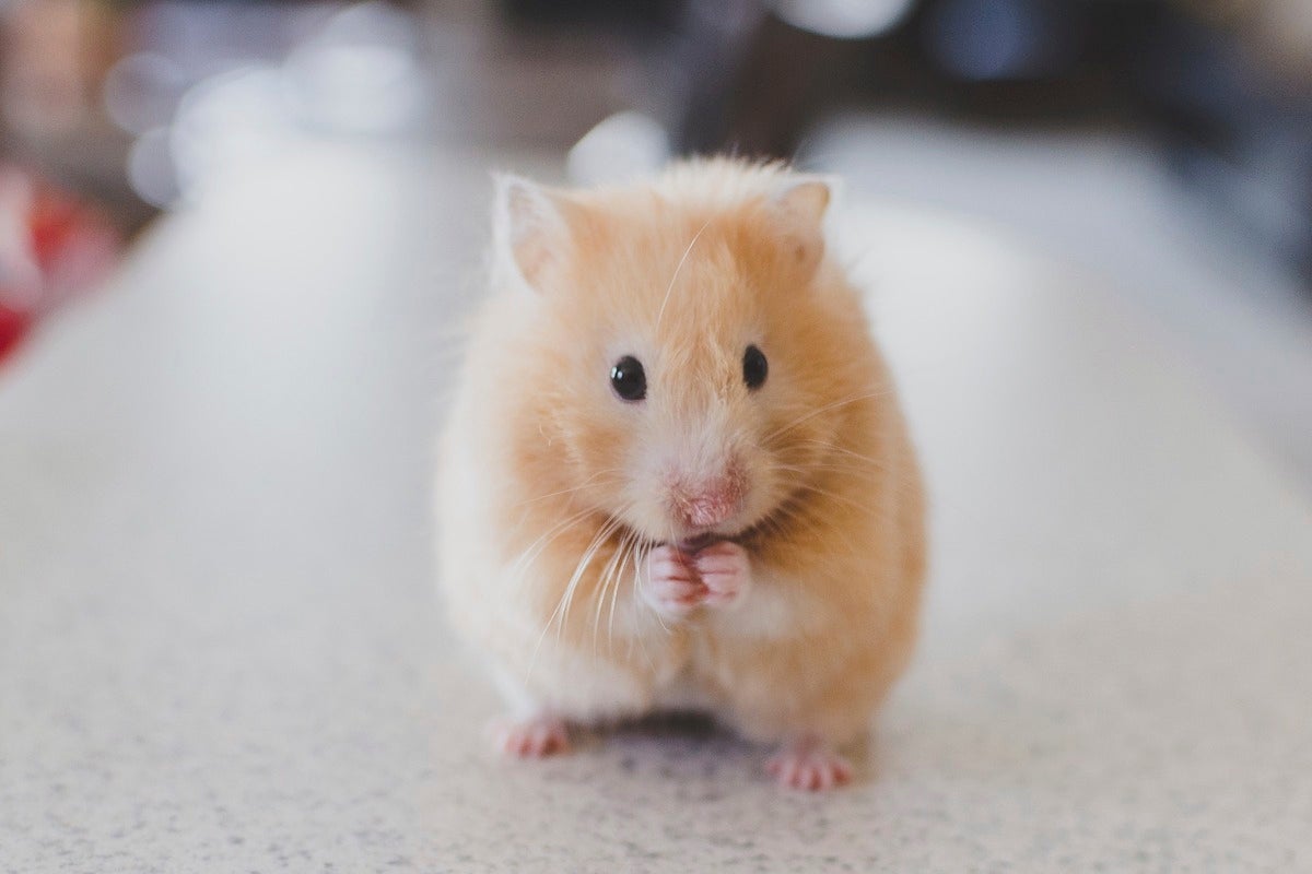 Goldhamster mit gefalteten Pfoten