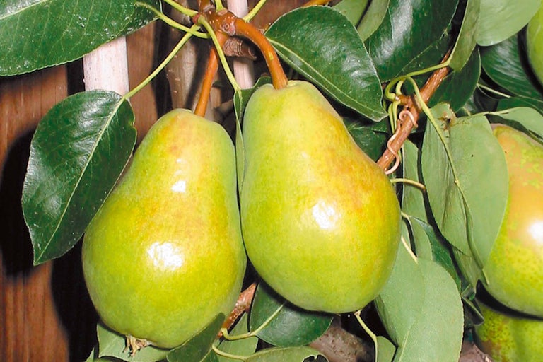 Zwei grüne Birnen hängen an einem Birnenbaum.