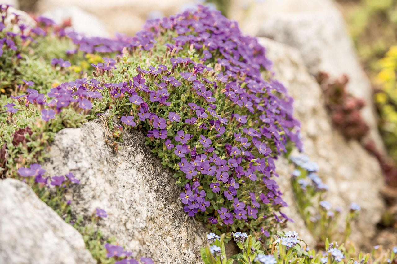 Aubrieta-Pflanze auf Steinen