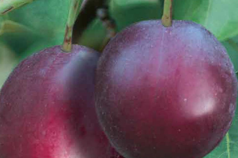 Zwei Pflaumen am Baum