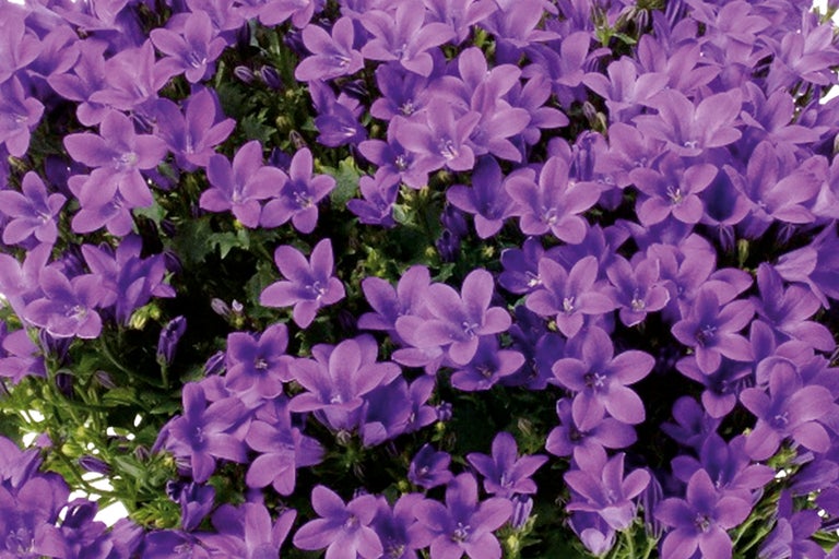 Nahaufnahme einer Veilchen Glockenblume