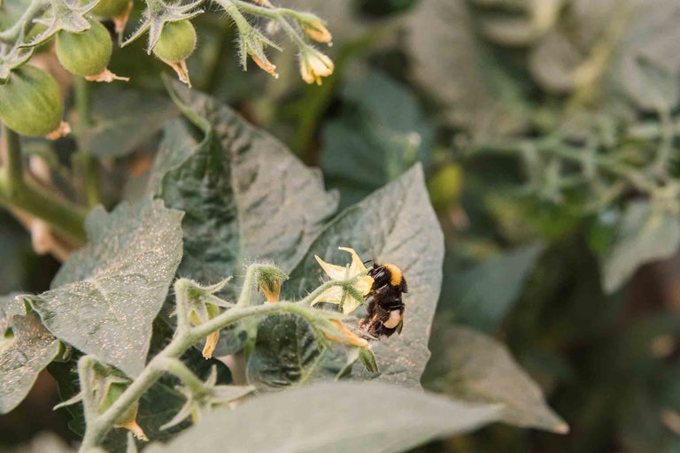Hummel auf Tomatenpflanze mit Blüten