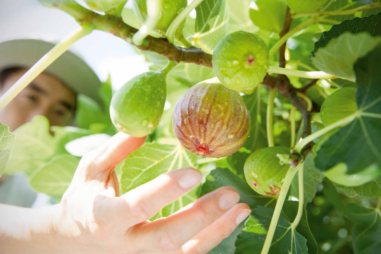 Nahaufnahme von Feigen am Baum mit Hand im Garten.