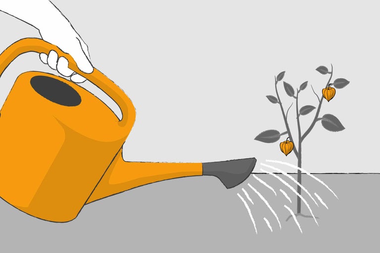 Illustration einer Gießkanne beim Gießen der Physalispflanze