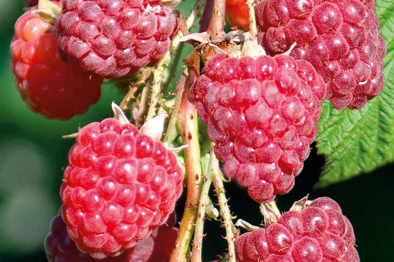 Nahaufnahme von Himbeeren an der Pflanze