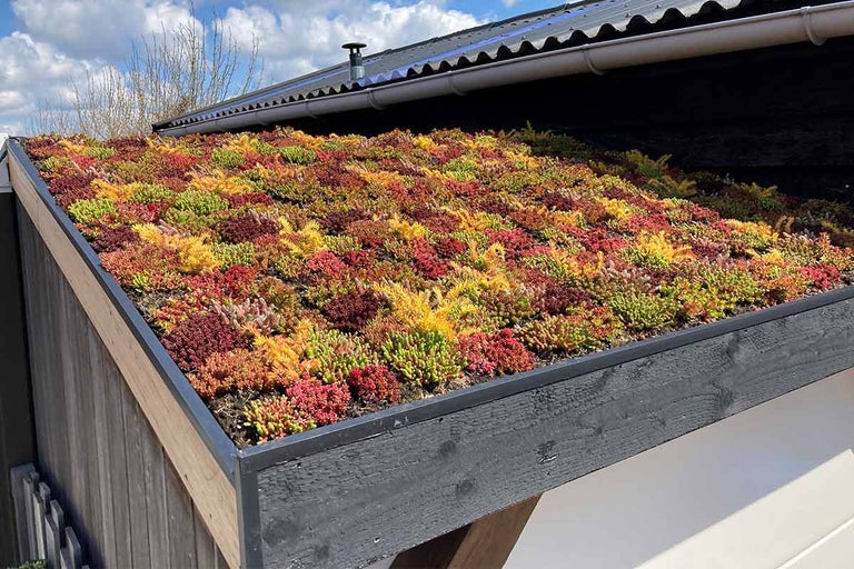 Ansicht eines begrünten Daches mit Sedum Pflanzen.