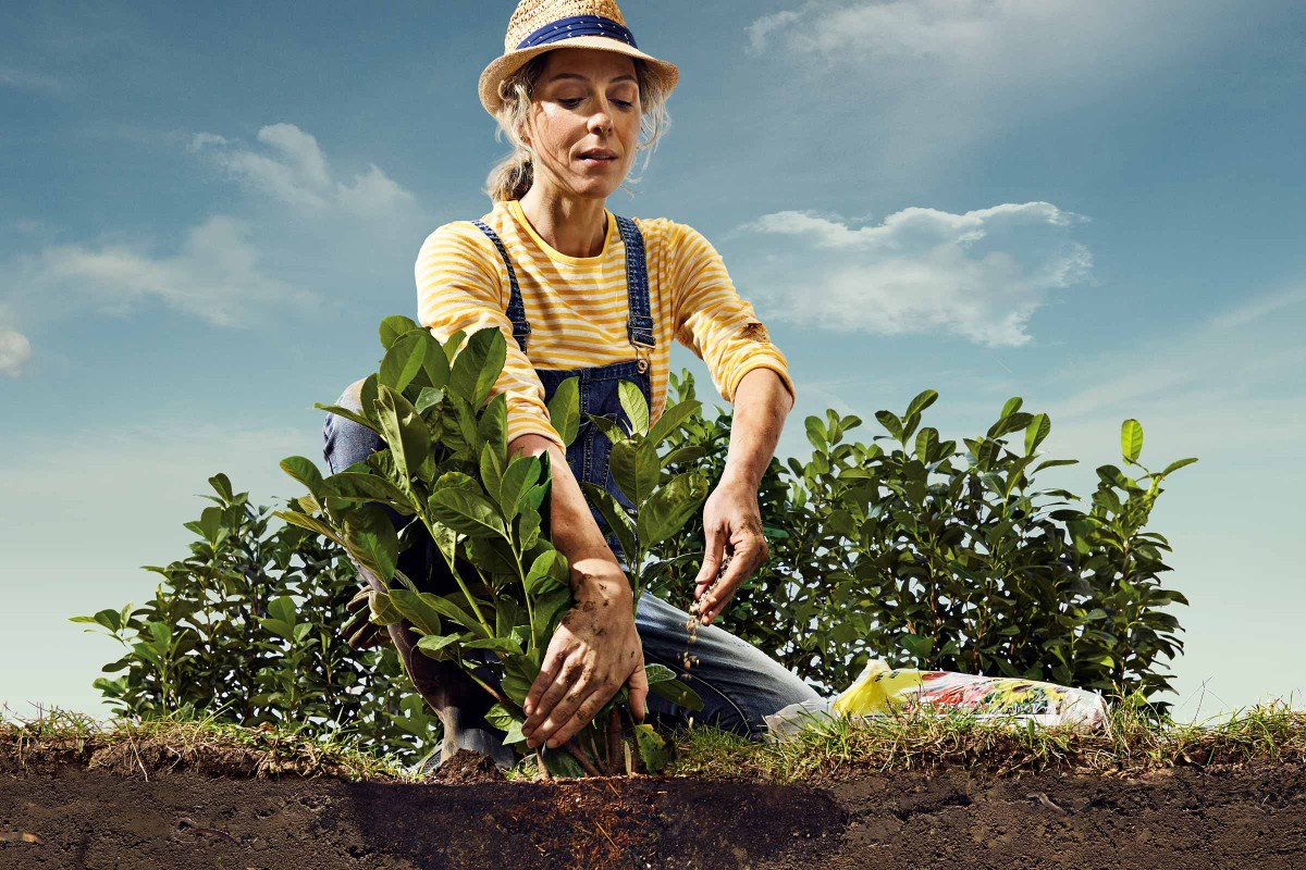 59+ Hornbach Pflanzen Zurückgeben, Auf kundenwunsch angefertigten