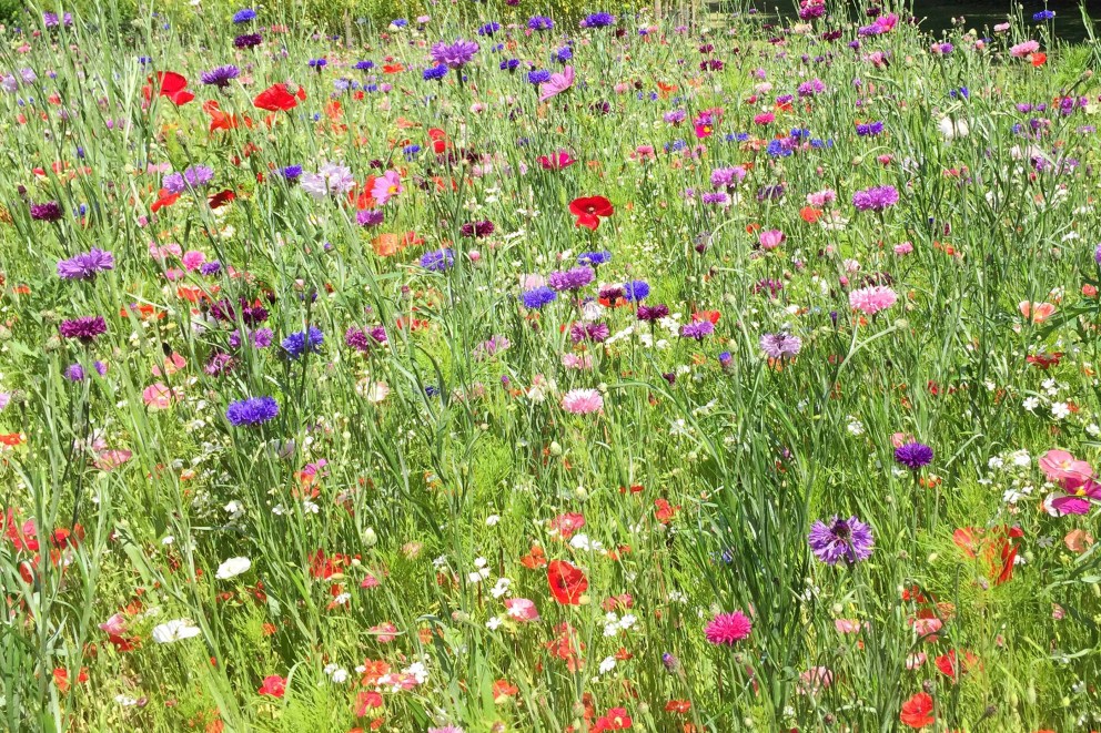 Wildblumenwiese05 Wildblumenwiese05