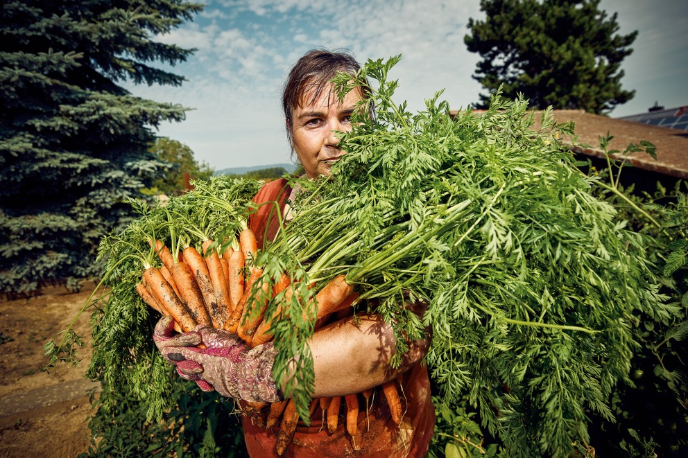 Gemuese anbauen Karotten
