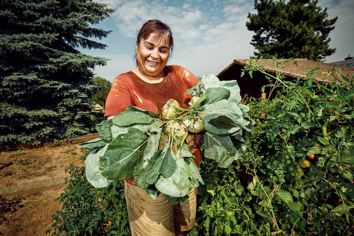 Kohlrabi pflanzen so glückt Dein Gemüseprojekt HORNBACH