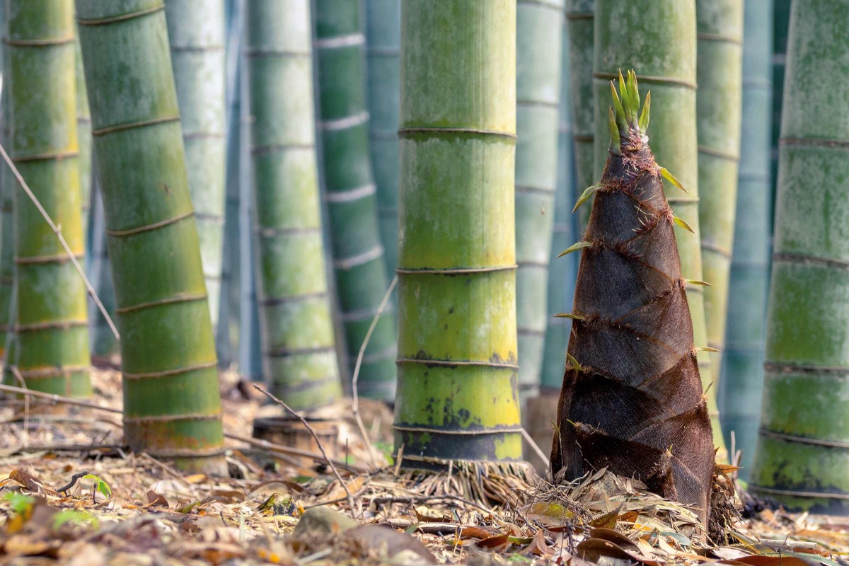 Bambus pflanzen: Tipps und Vorgehen