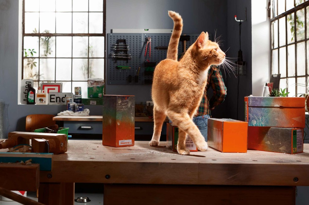 Katzen Beschäftigung Katzen Beschäftigung