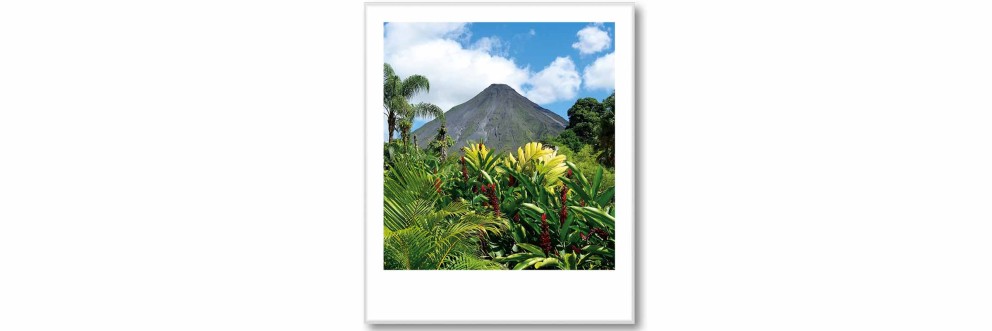 polaroid tropical feeling polaroid tropical feeling