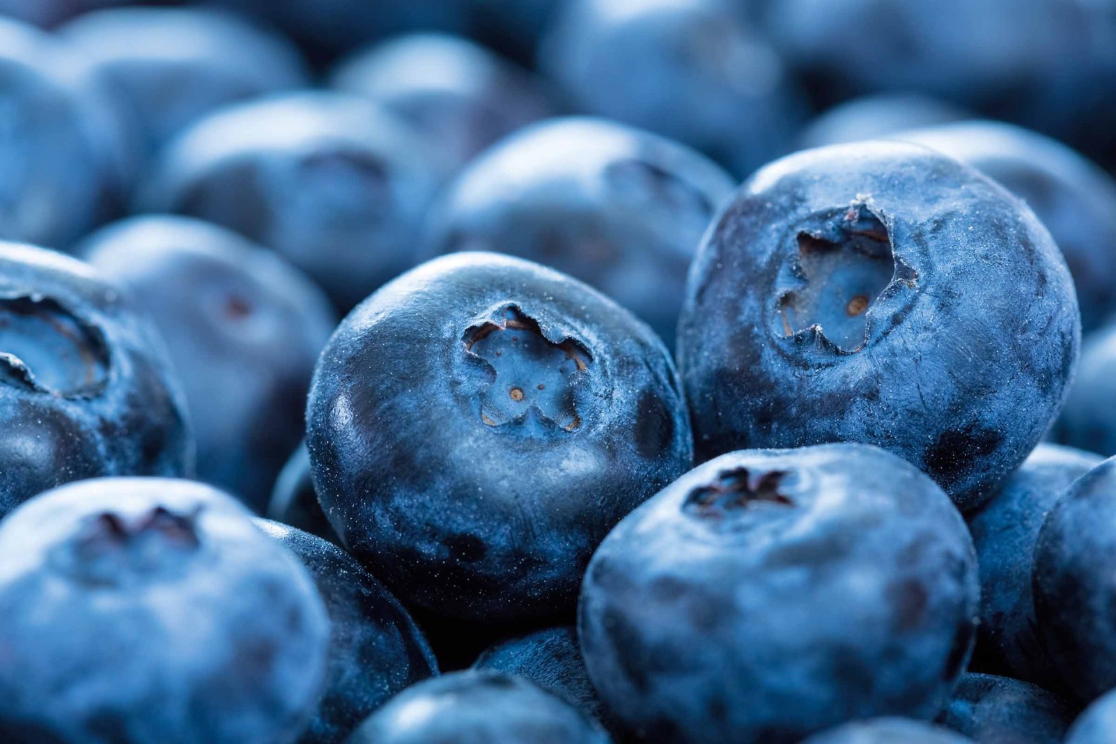 Heidelbeeren pflanzen und schneiden HORNBACH