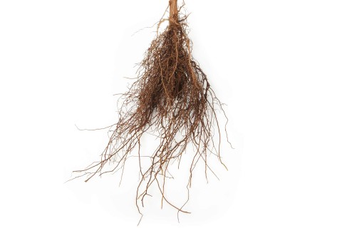Hecke pflanzen HORNBACH