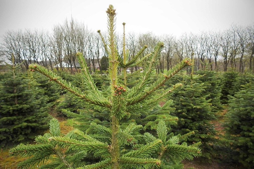 De echte Nordmann kerstboom | HORNBACH!