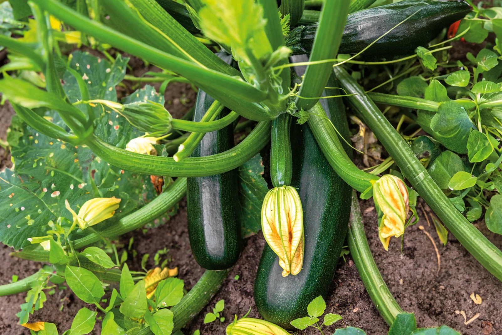 Zucchini pflanzen HORNBACH