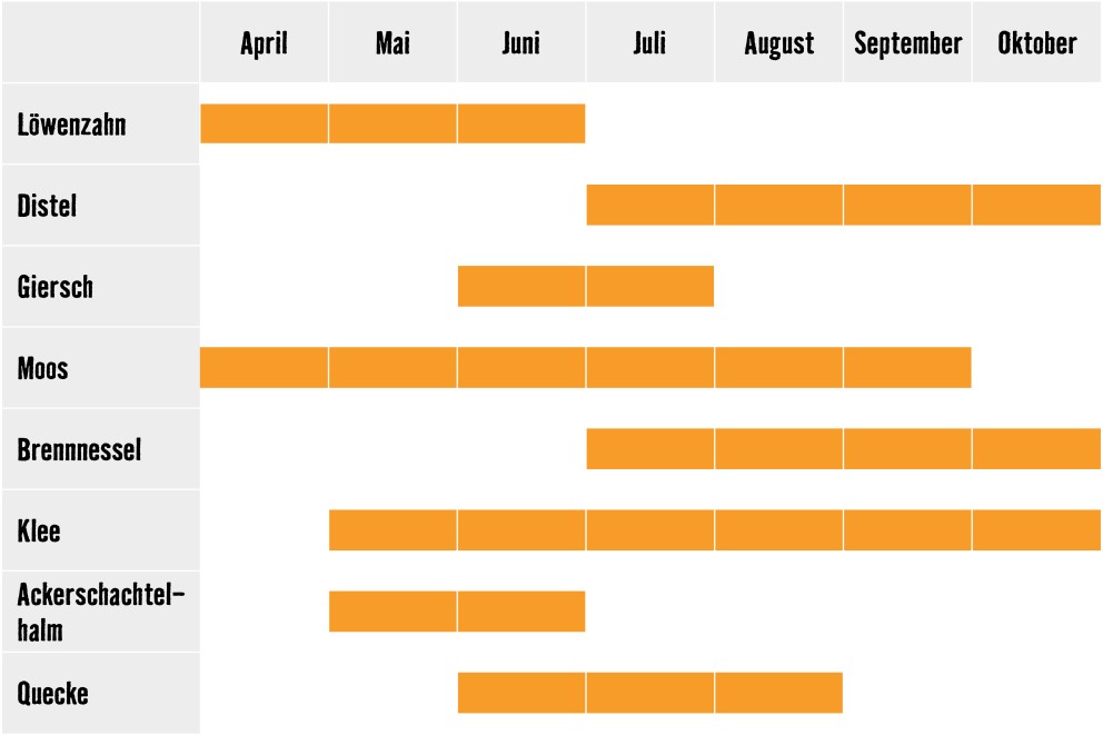 unkrautkalender bluetezeitraum unkrautkalender bluetezeitraum
